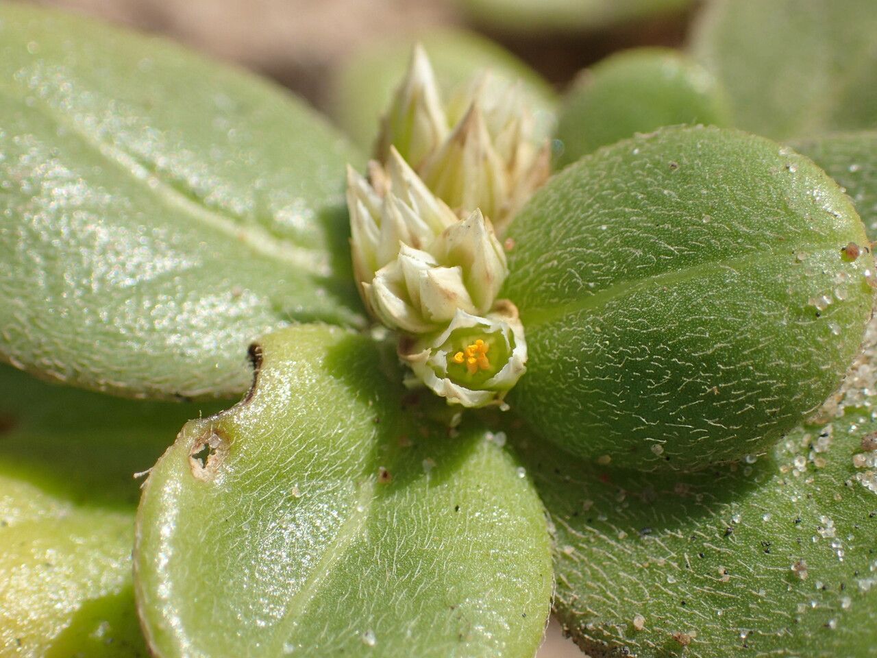 Alternanthera littoralis flower