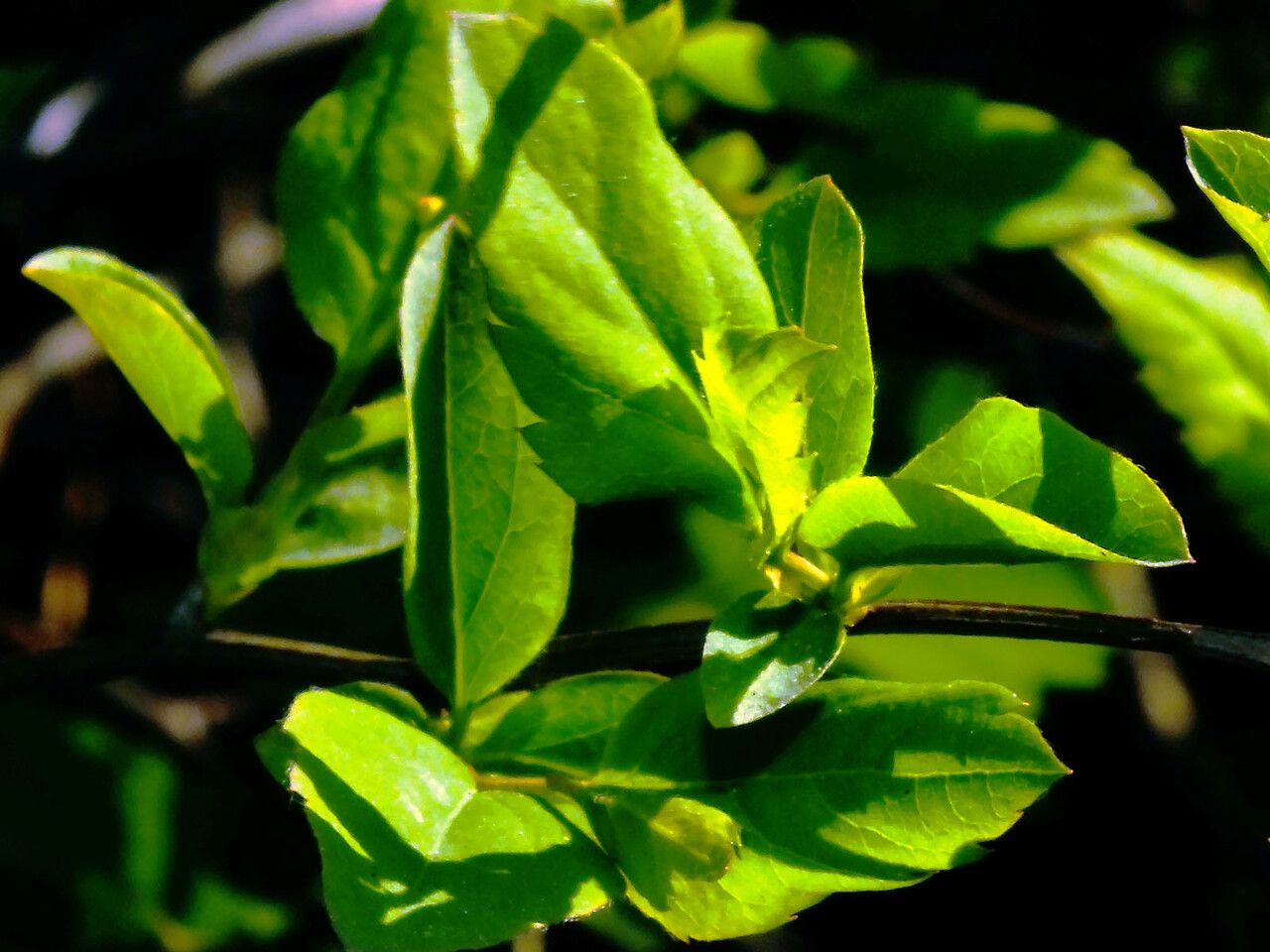 Deutzia parviflora leaf