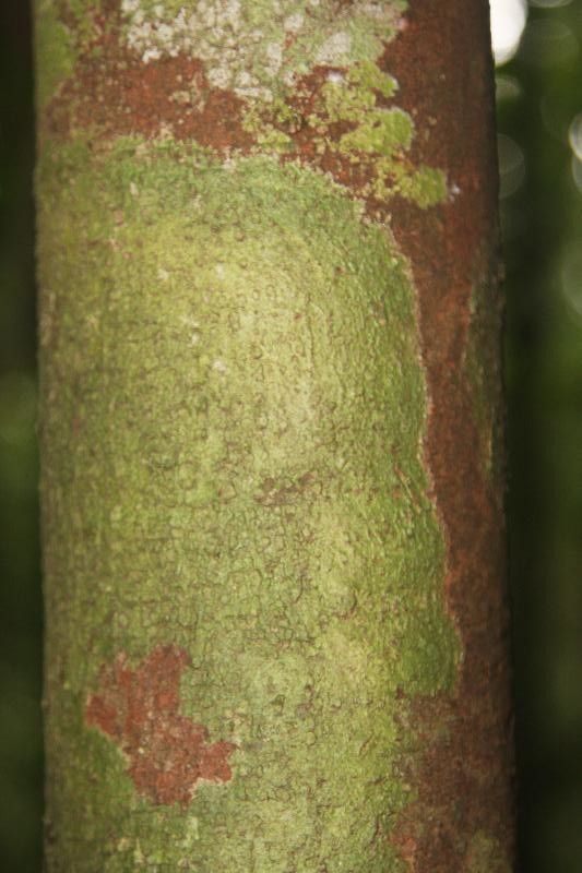 Pouteria reticulata bark