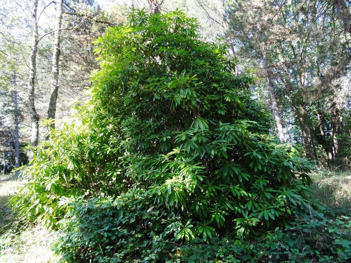 Actinodaphne acuminata habit
