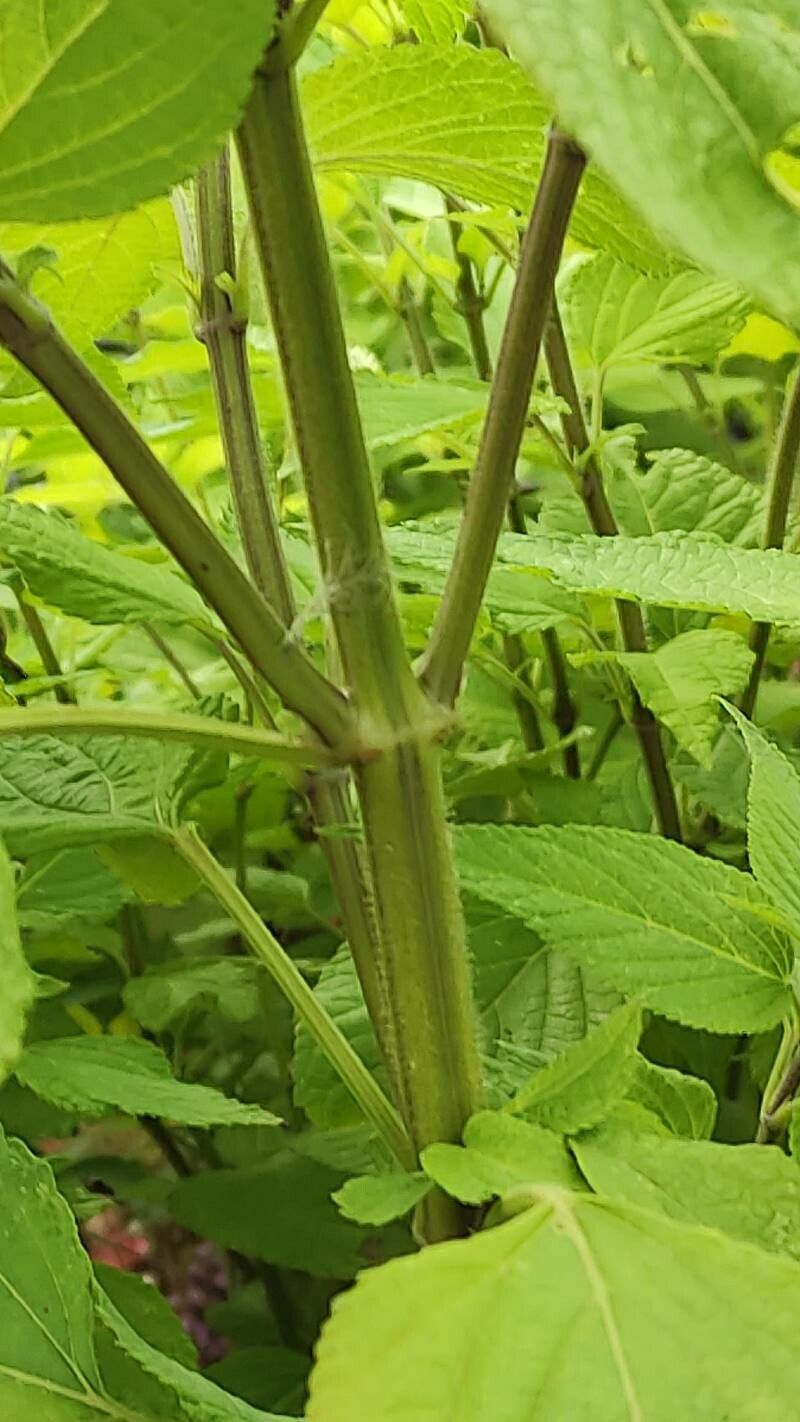 Salvia tiliifolia bark