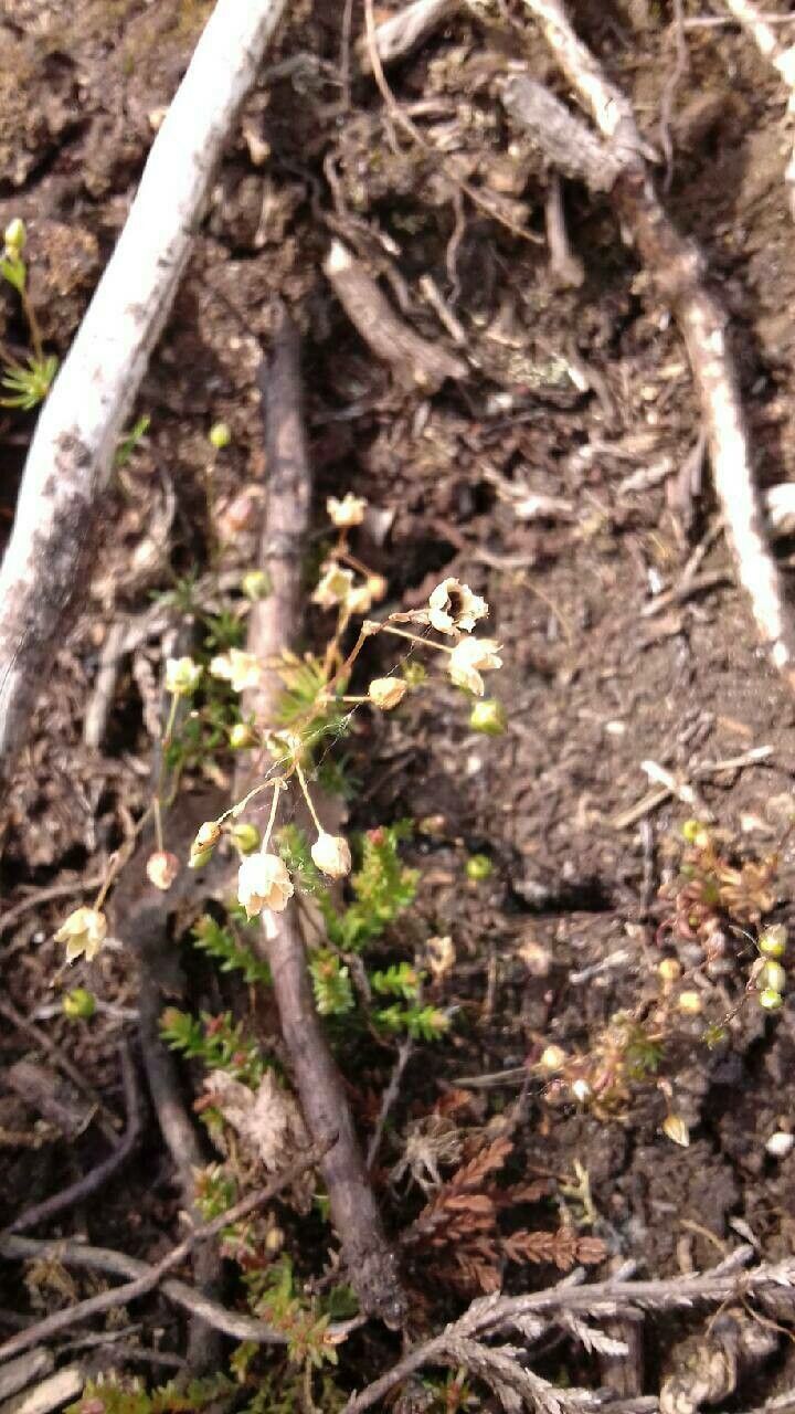 Spergula morisonii fruit