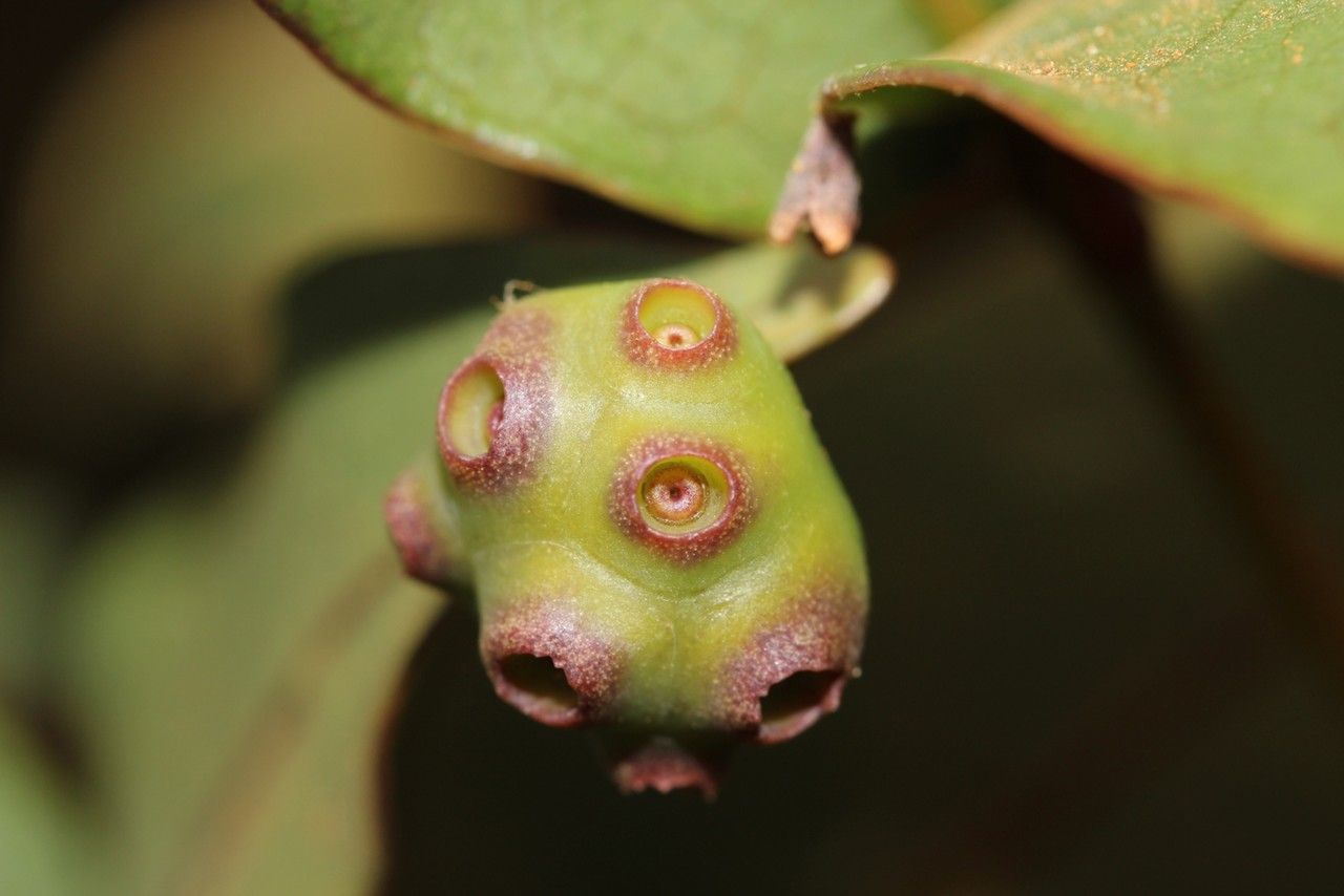 Gynochthodes truncata fruit