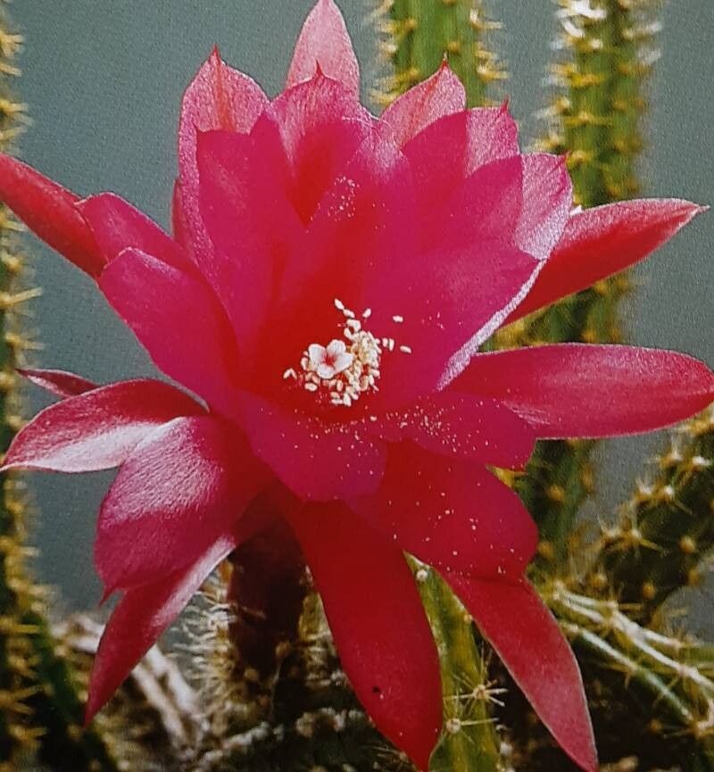 × Aporodisocactus mallisonii — related species from the same genus