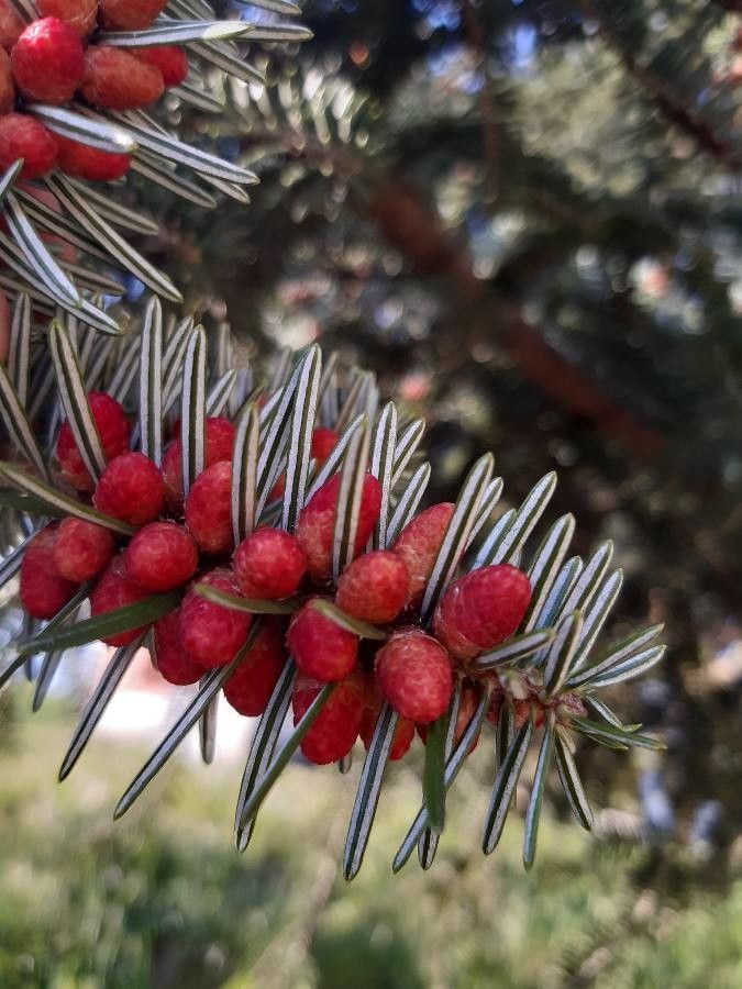 Abies alba flower