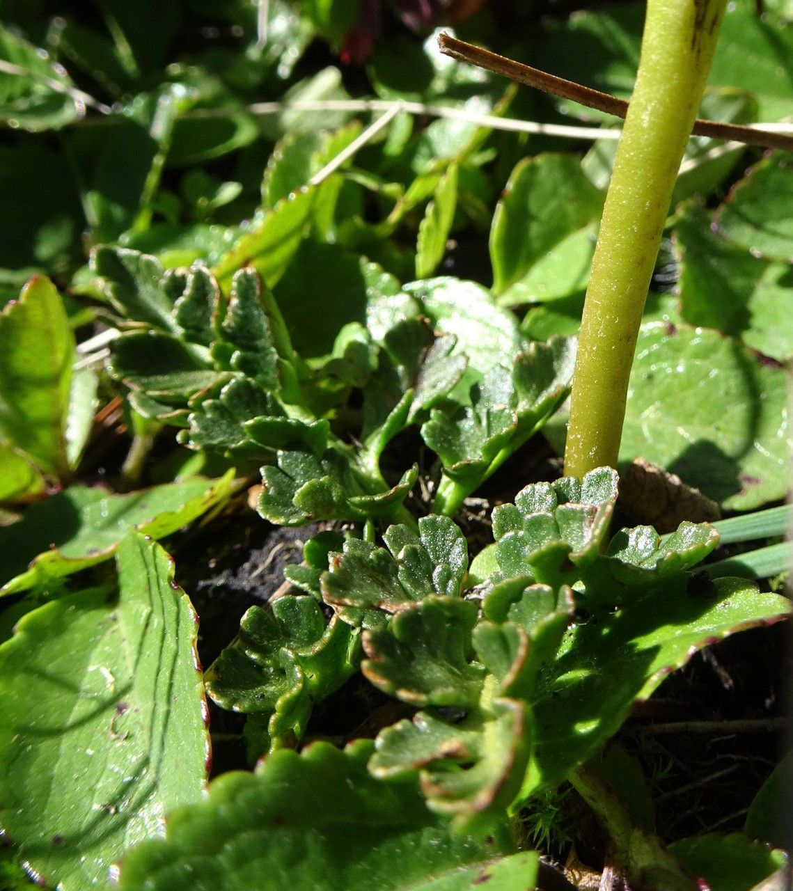 Botrychium schaffneri — houseplant care guide