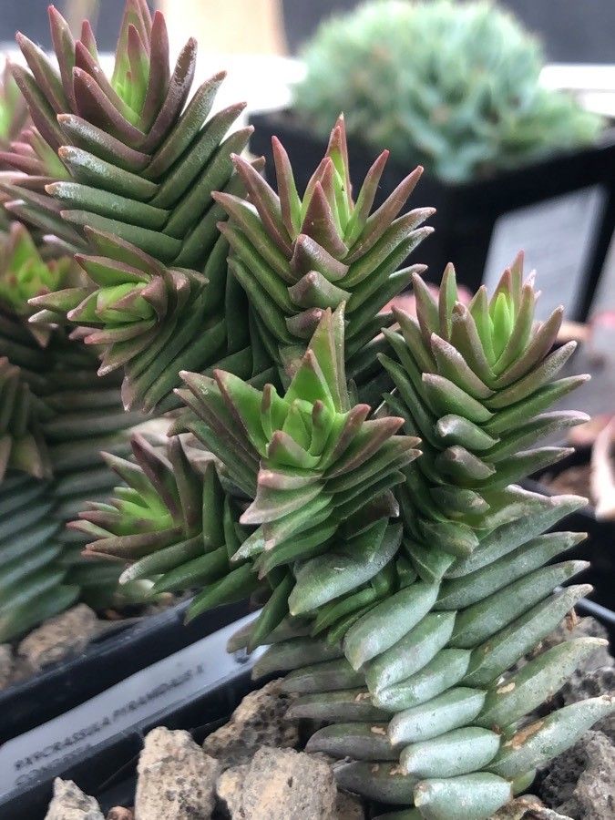 Crassula pyramidalis — search result for 'Crassula'
