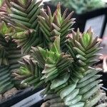 Crassula pyramidalis