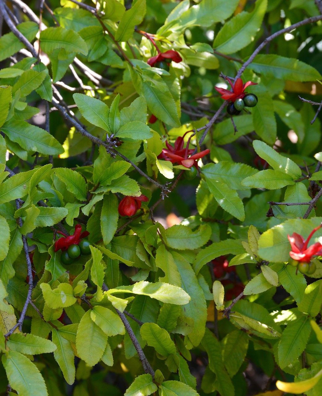 Ochna serrulata — search result for 'Ochnaceae'