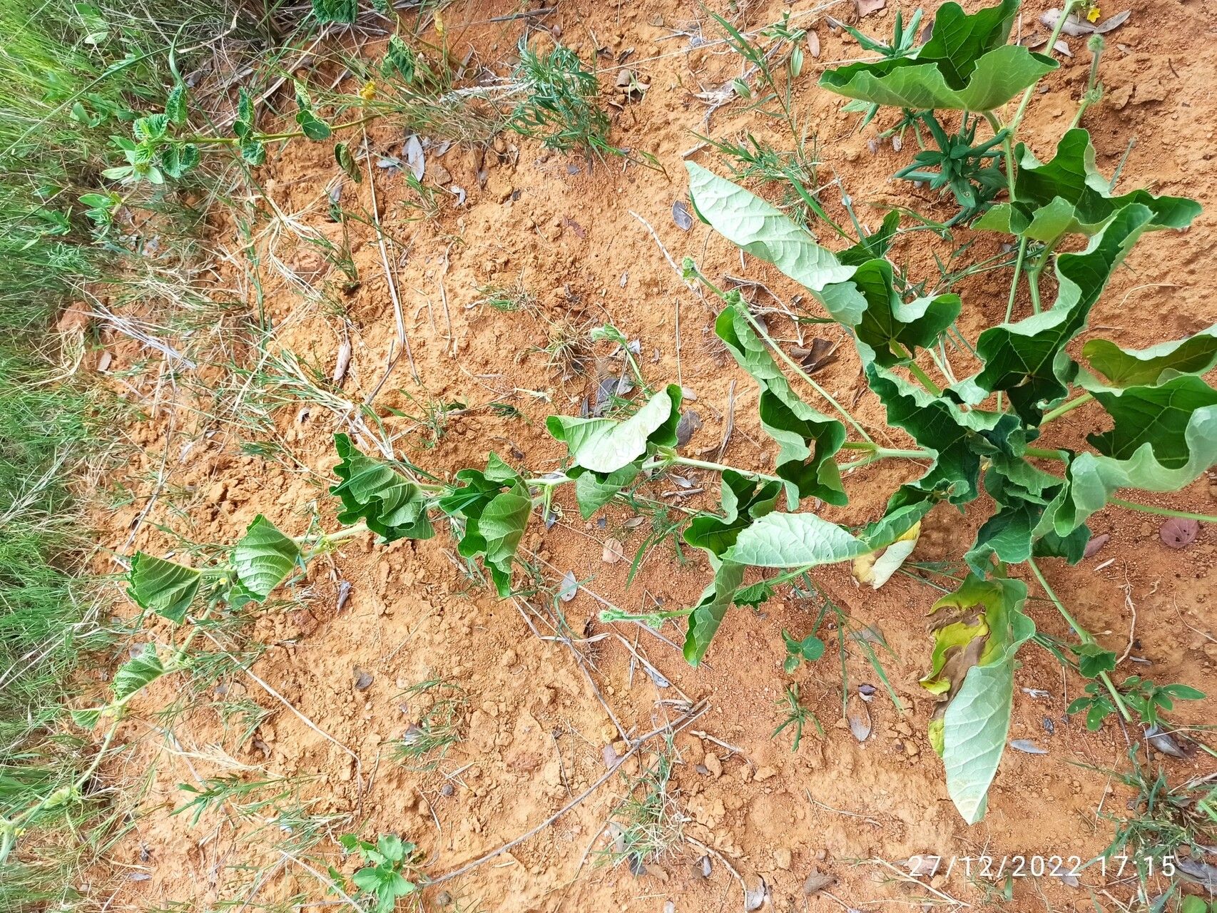 Cucumis humofructus habit