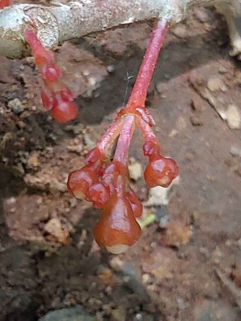 Medinilla ambrensis flower