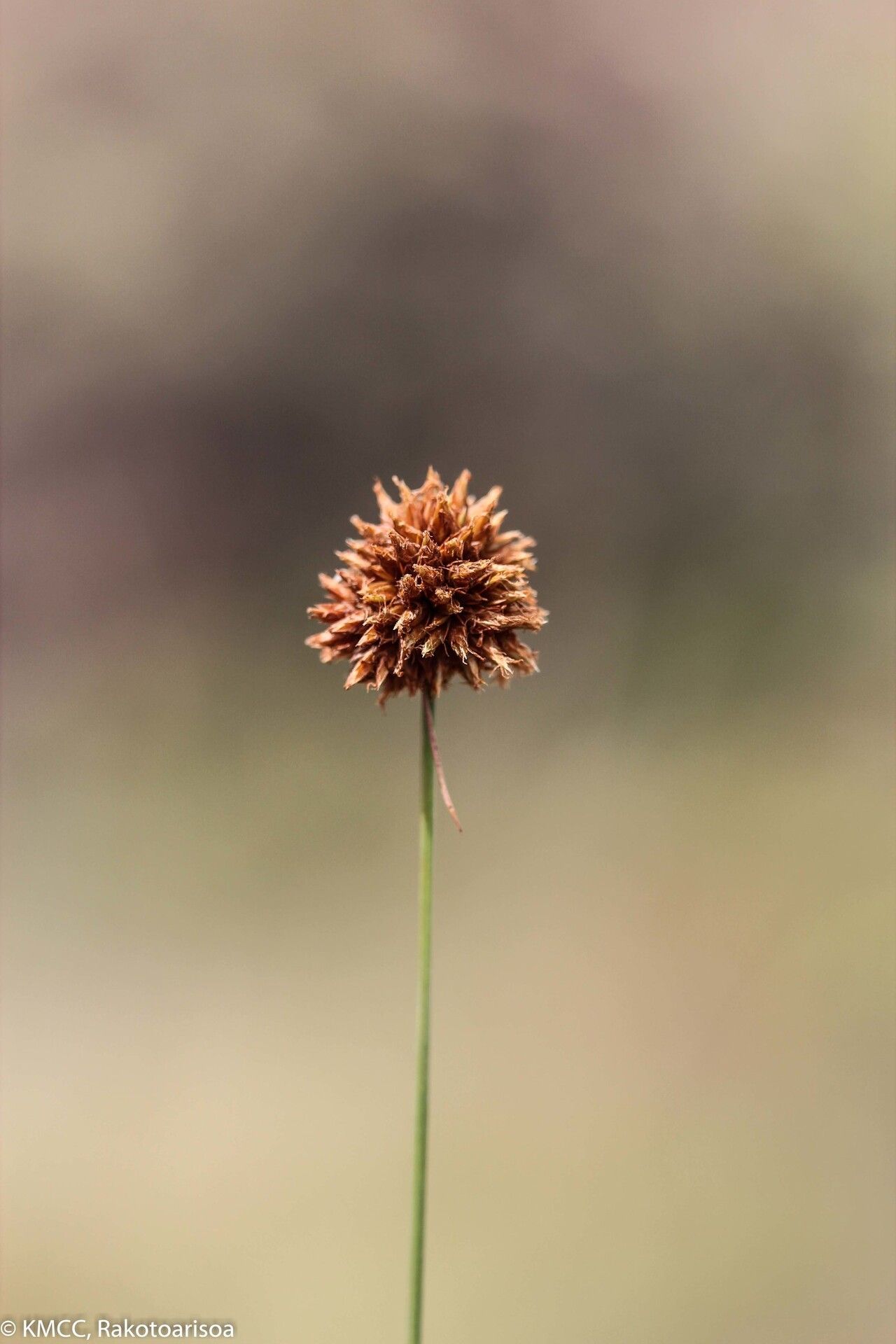 Bulbostylis firingalavensis — houseplant care guide