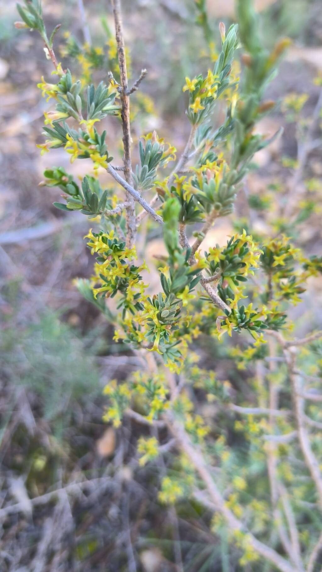 Thymelaea argentata flower