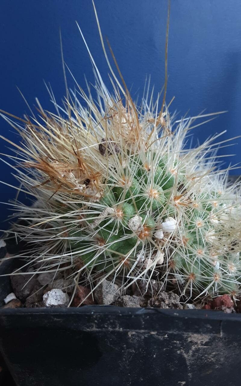 Parodia nivosa habit