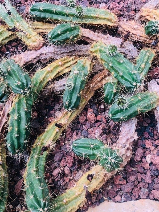 Echinocereus cinerascens — search result for 'Echinocereus'