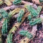 Echinocereus cinerascens