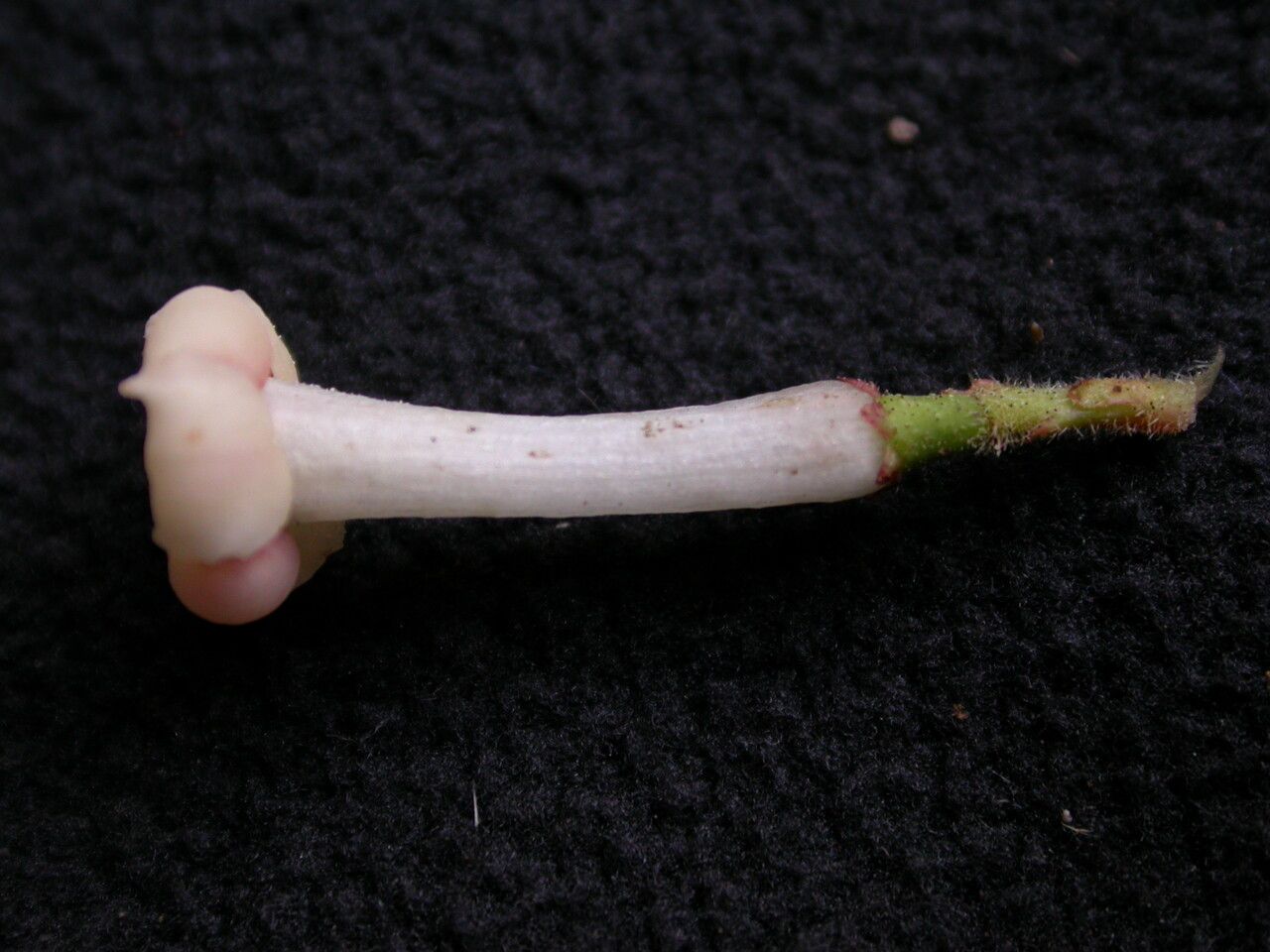 Viburnum erubescens habit