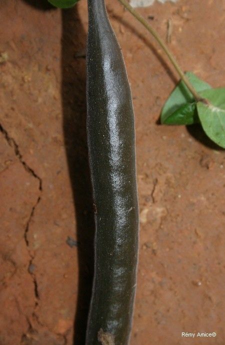 Atractocarpus aragoensis leaf