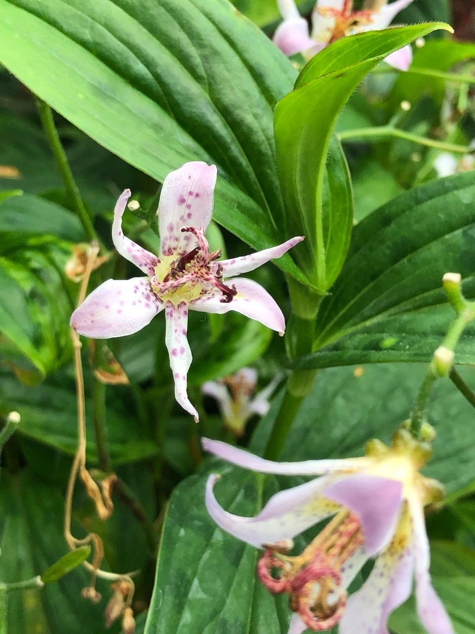 Tricyrtis formosana flower