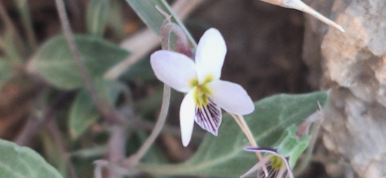 Viola cinerea — houseplant care guide