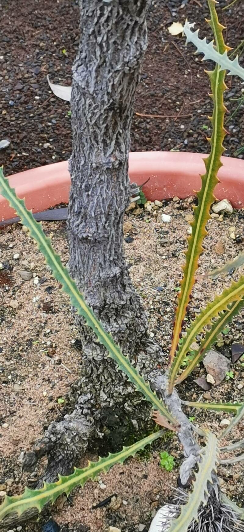 Banksia elderiana bark