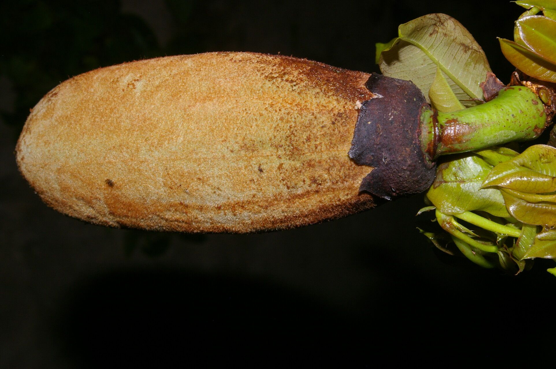 Spirotheca rosea fruit