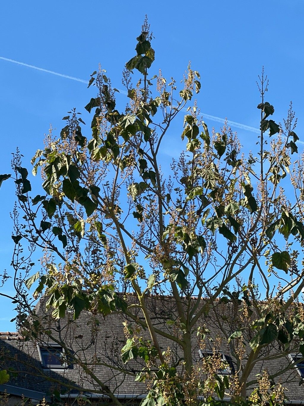 Paulownia × taiwaniana