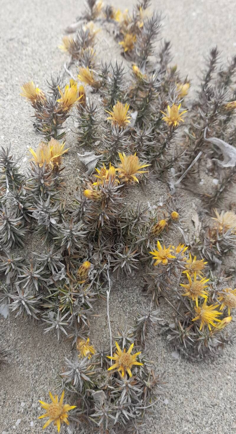 Chuquiraga ulicina habit