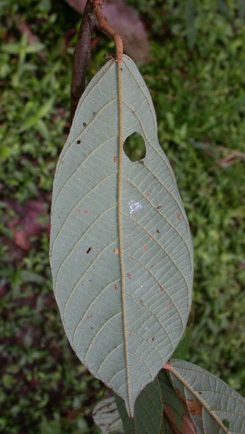 Theobroma mammosum leaf