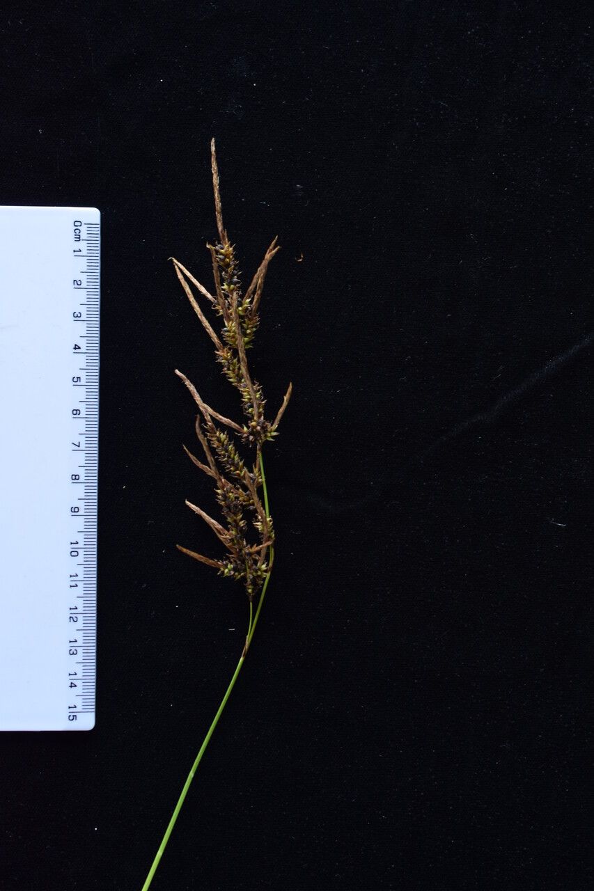 Carex myosurus — houseplant care guide