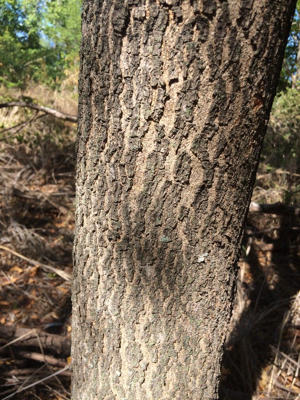 Albizia guachapele bark