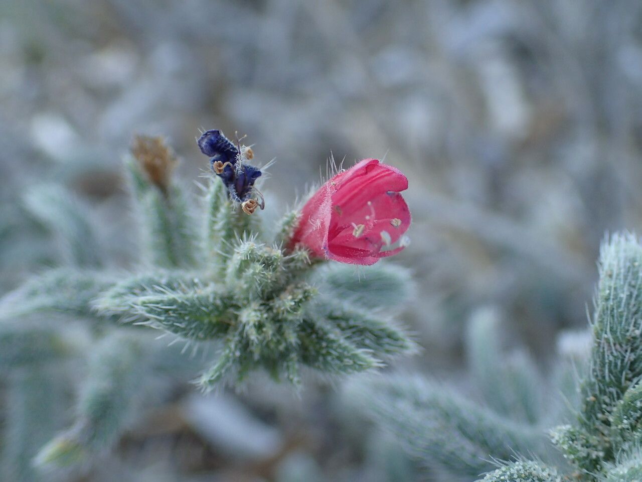 Echium angustifolium flower