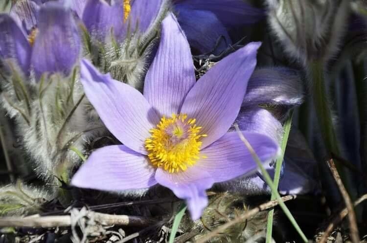 Pulsatilla grandis flower