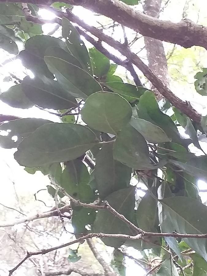 Elaeodendron buchananii leaf