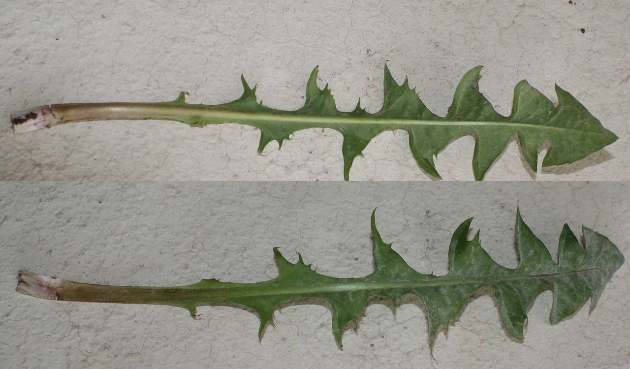 Taraxacum fasciatum — search result for 'Taraxacum'