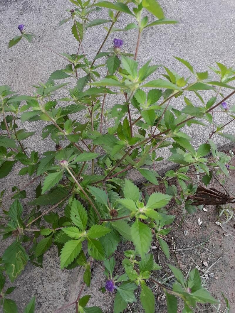 Centratherum punctatum bark