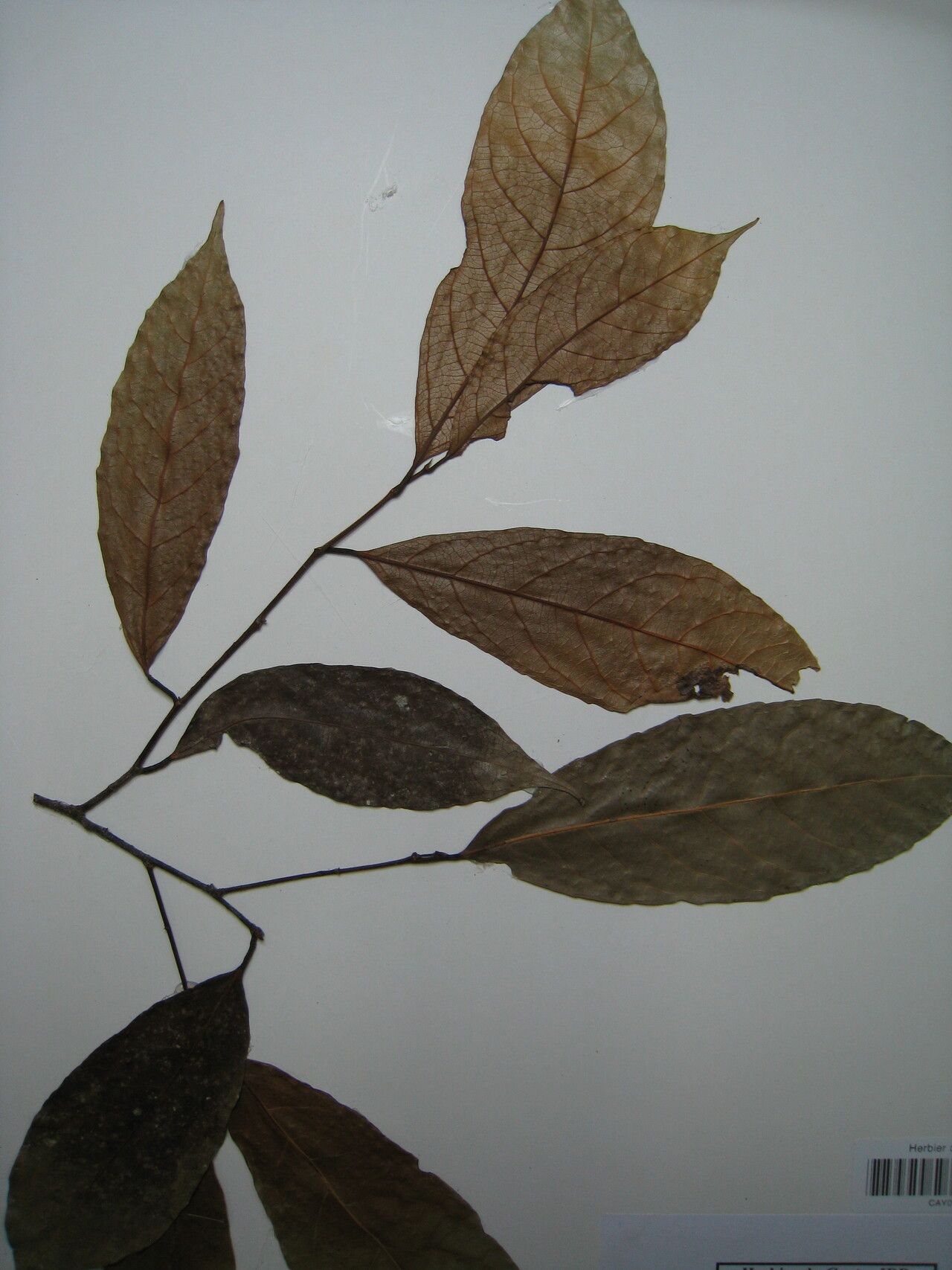 Rinorea guianensis — houseplant care guide