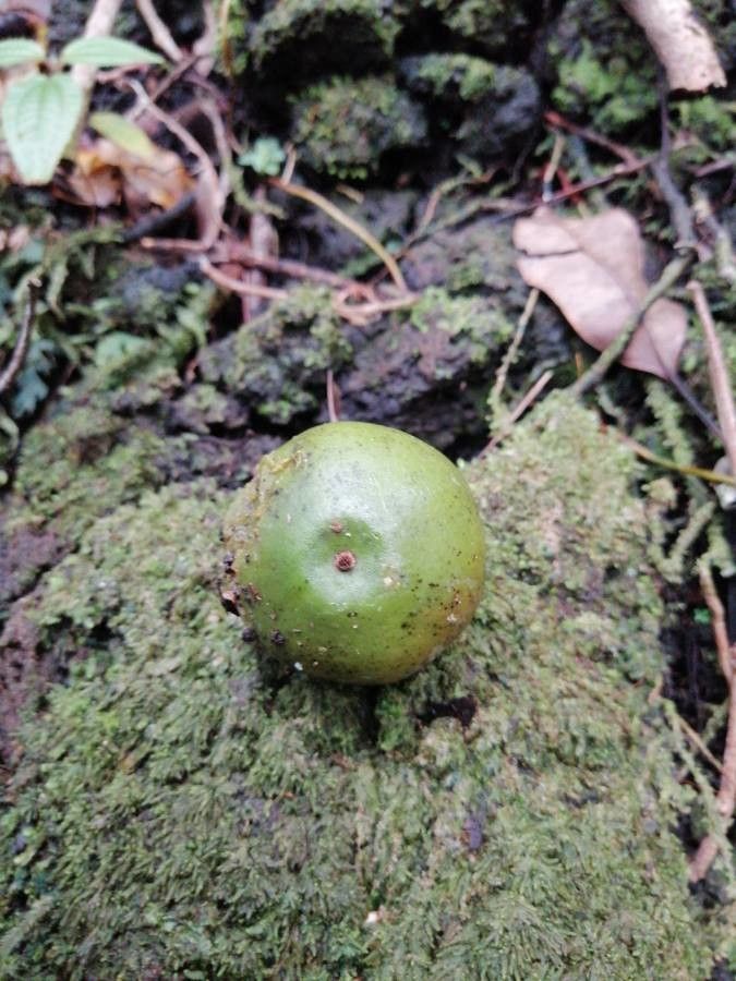 Diospyros borbonica fruit