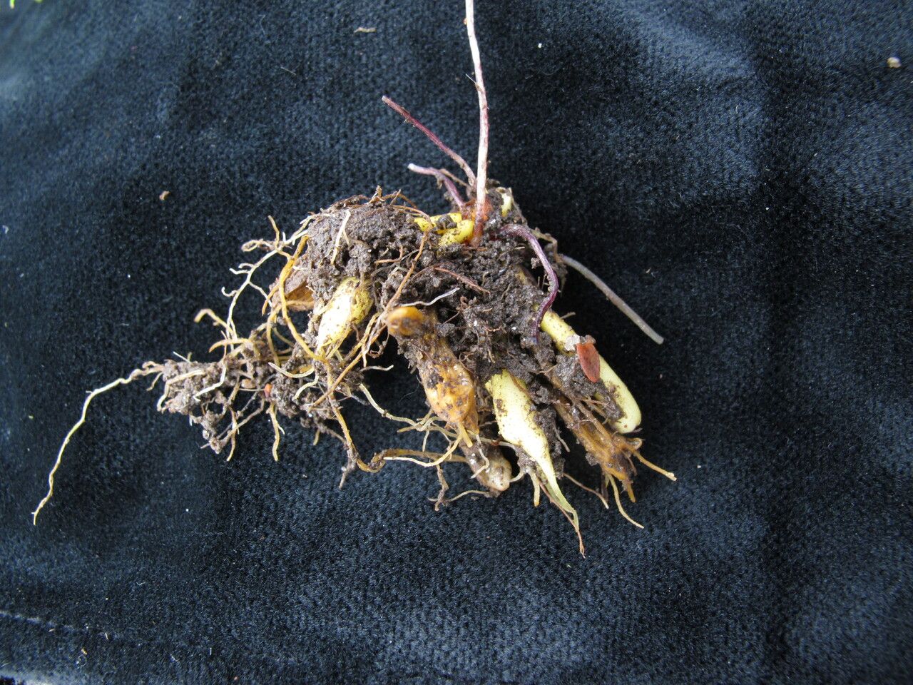 Corydalis juncea habit