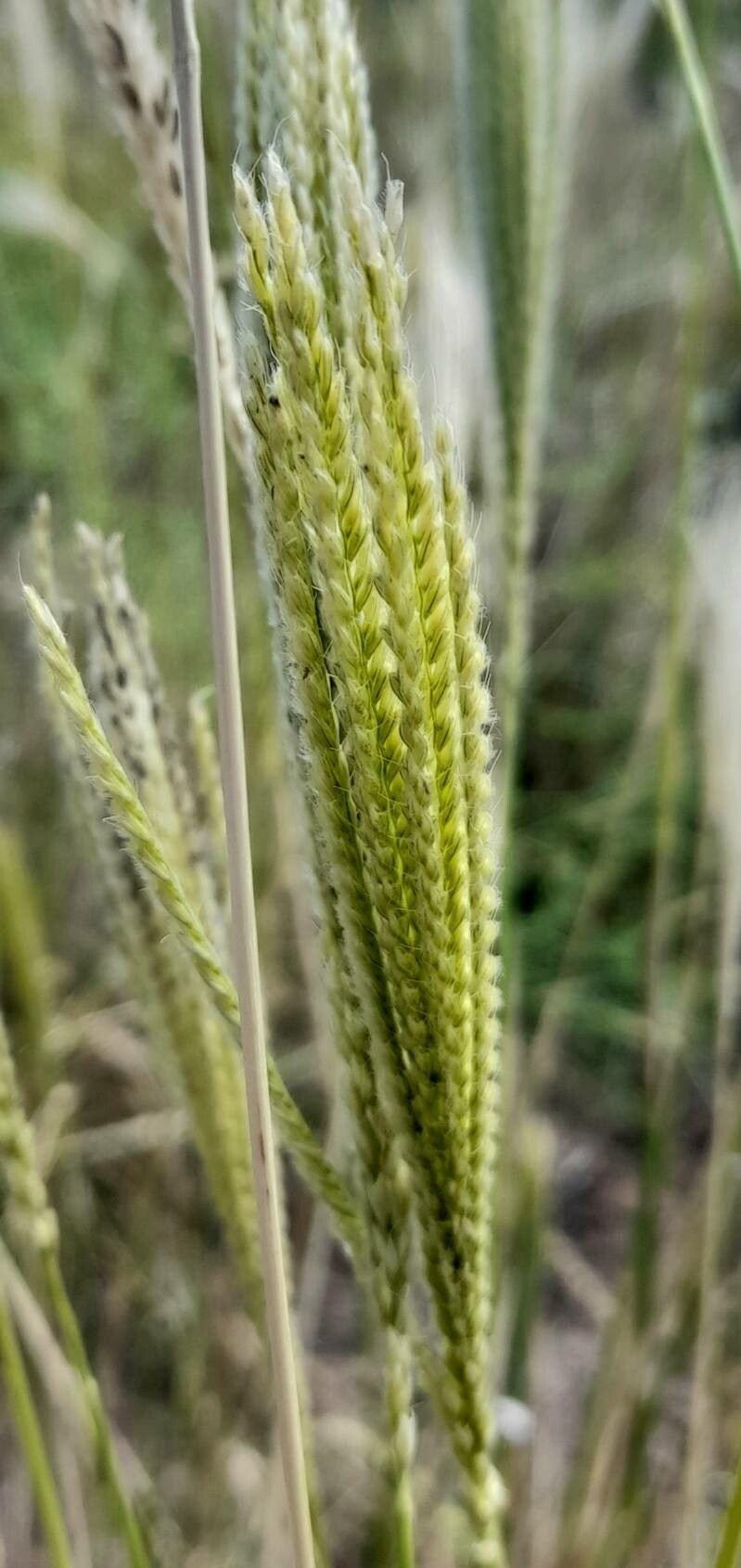 Chloris castilloniana — related species from the same genus