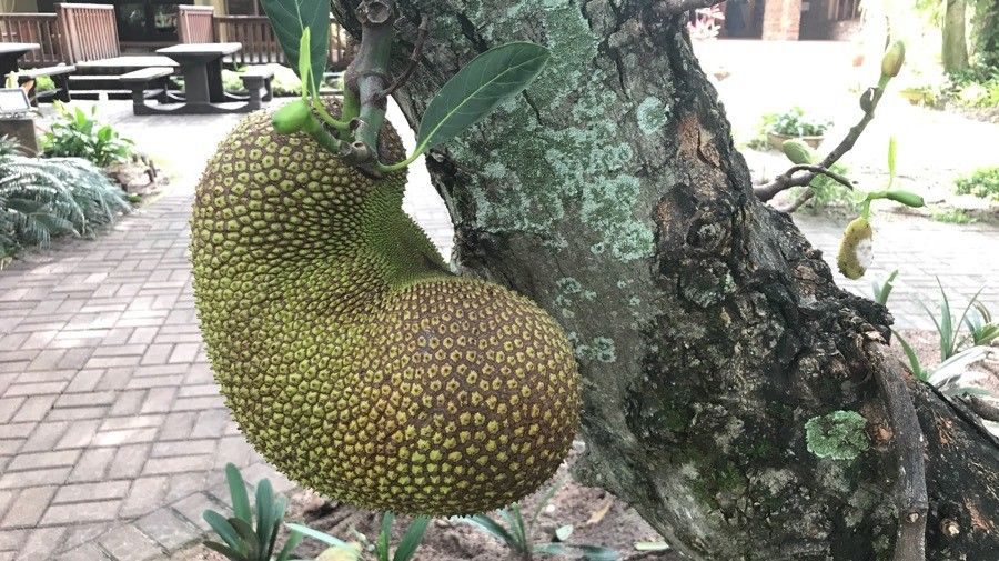 Tabernaemontana elegans fruit