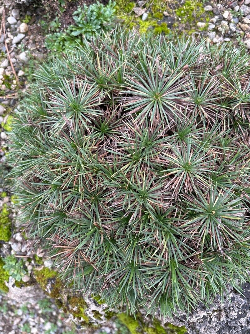 Acantholimon glumaceum — houseplant care guide