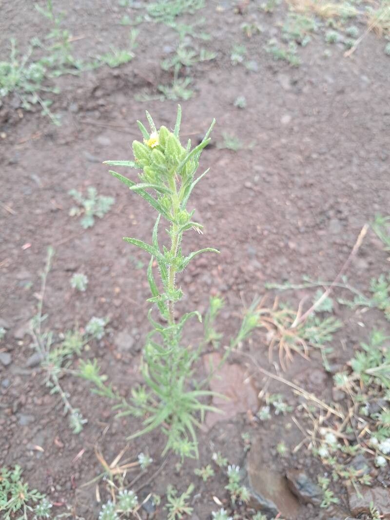 Madia glomerata — related species from the same genus