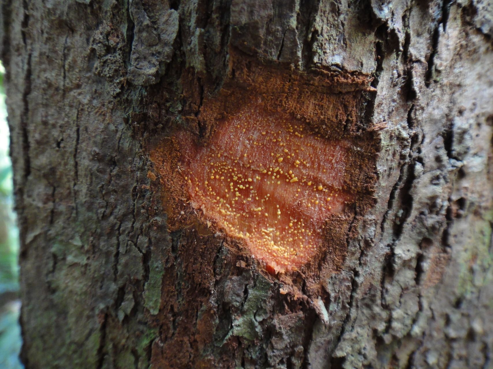 Garcinia virgata bark