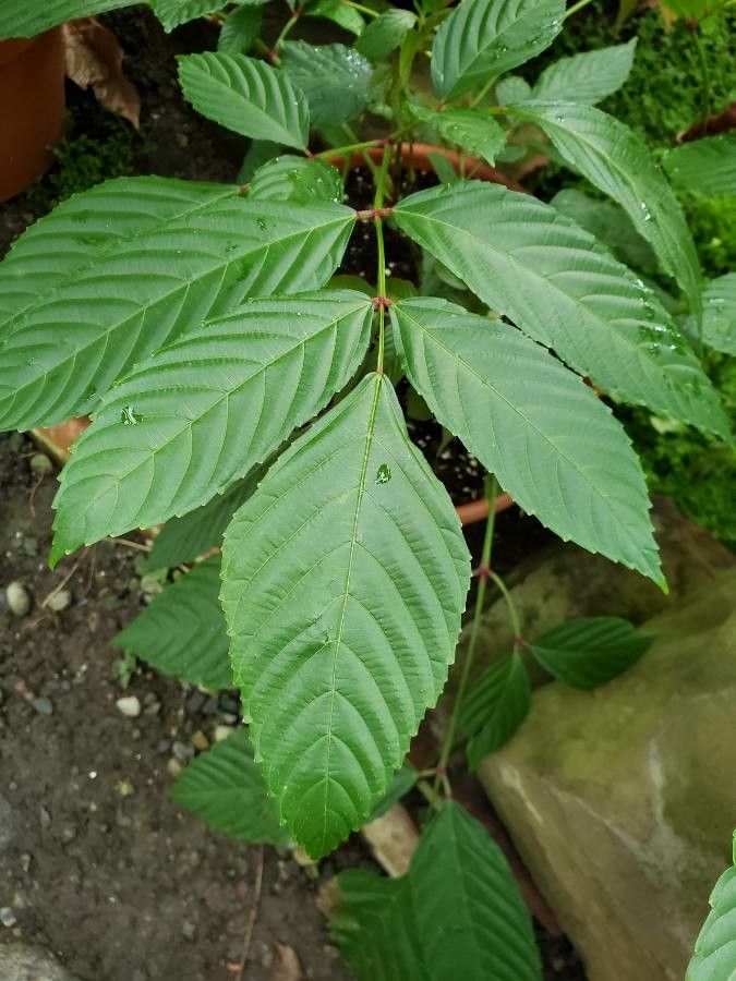 Leea rubra — related species from the same genus