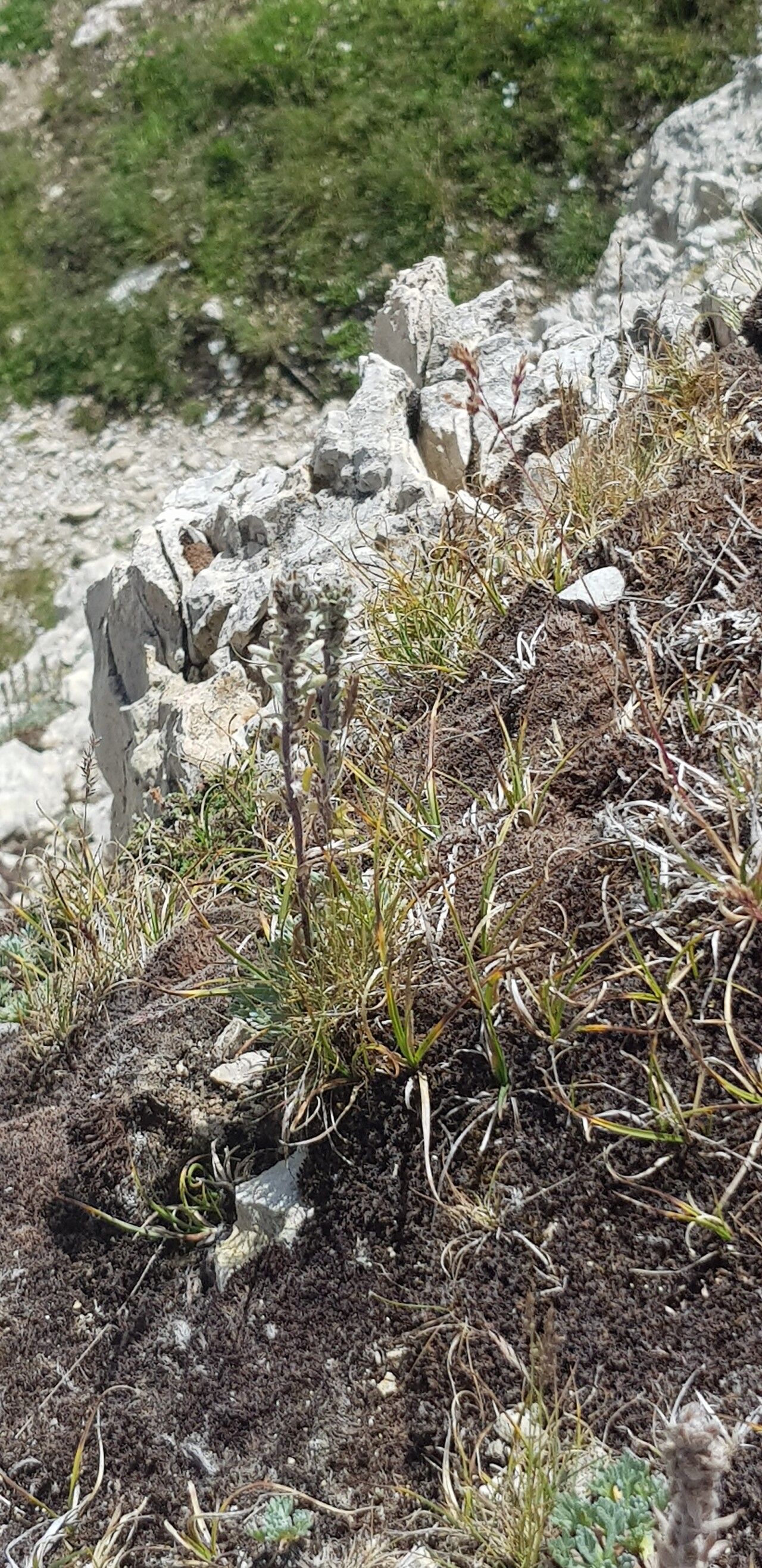 Artemisia genipi fruit
