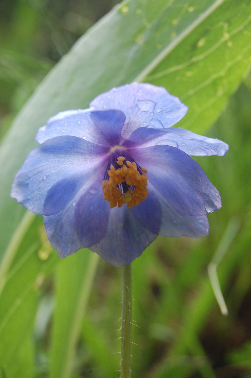 Meconopsis primulina — search result for 'Meconopsis'