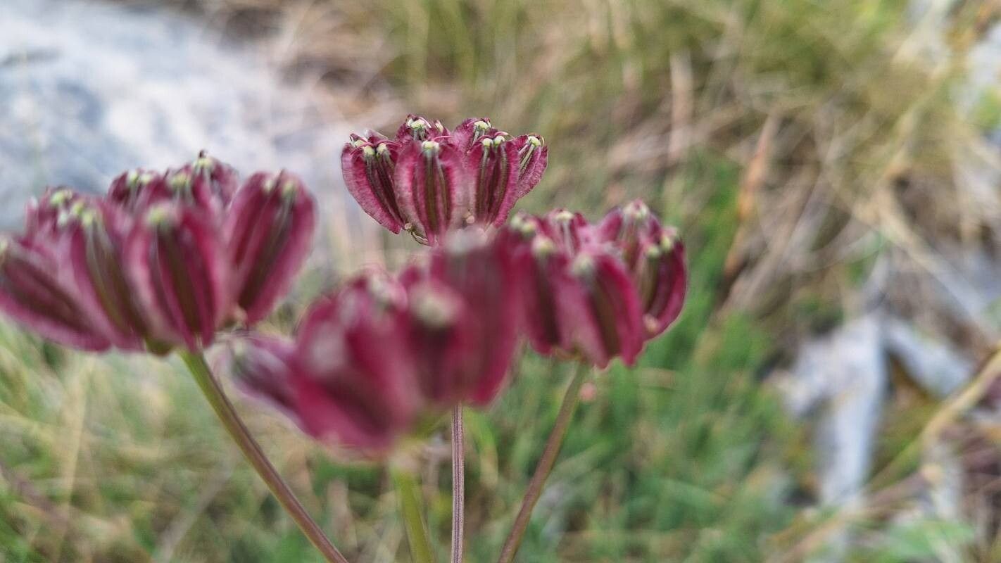 Laserocarpum pseudomeum fruit