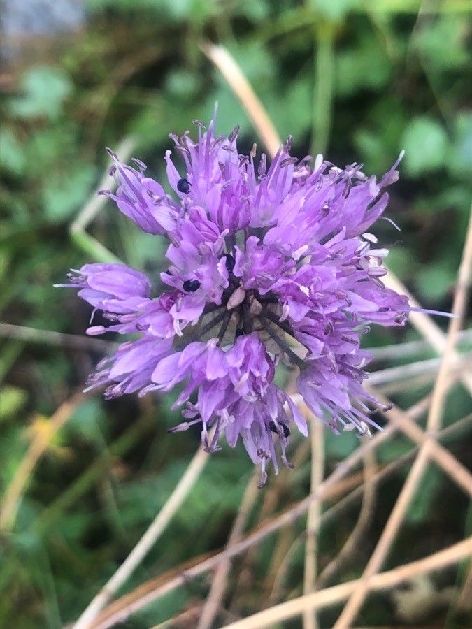 Allium palentinum flower