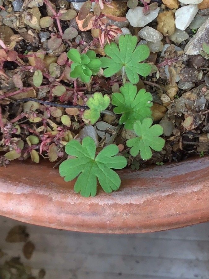 Geranium krameri — houseplant care guide